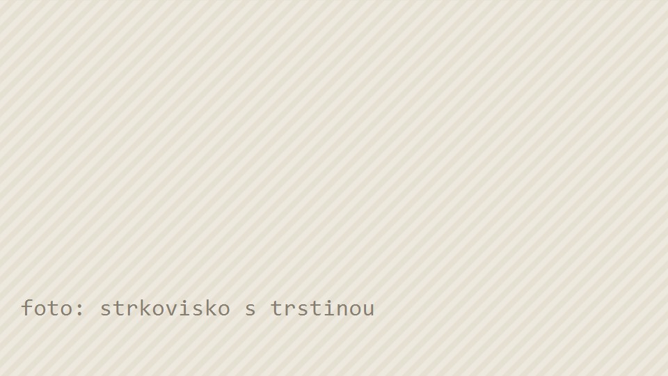 Štrkovisko s trstinou pri brehu